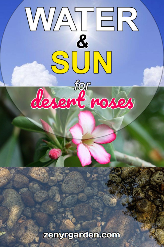 water-sun-for-desert-rose