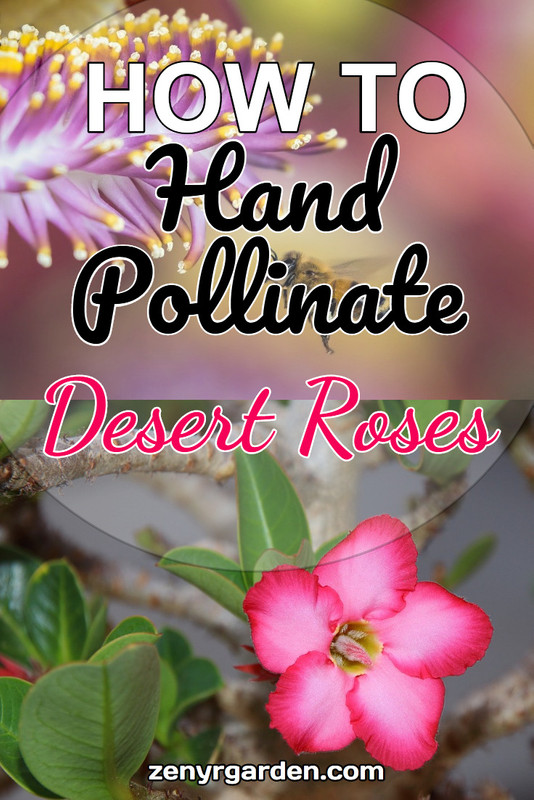 how-to-hand-pollinate-desert-roses