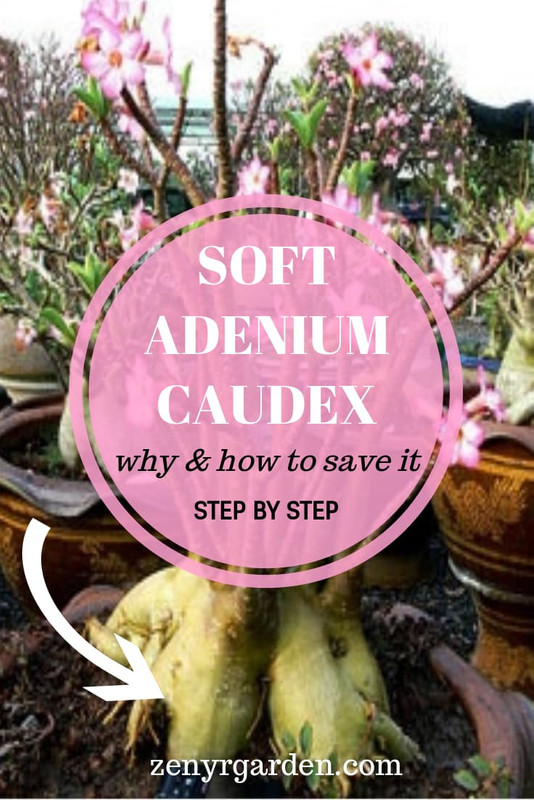 soft-adenium-desert-rose-caudex