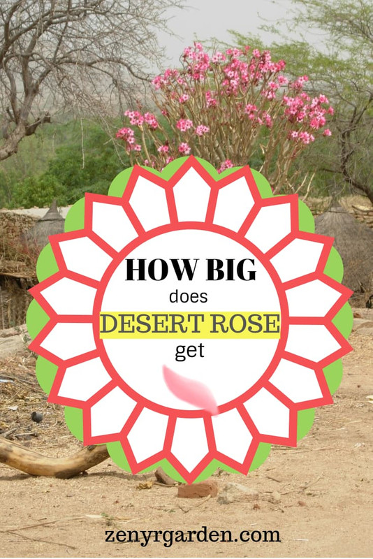 how-big-desert-rose-get