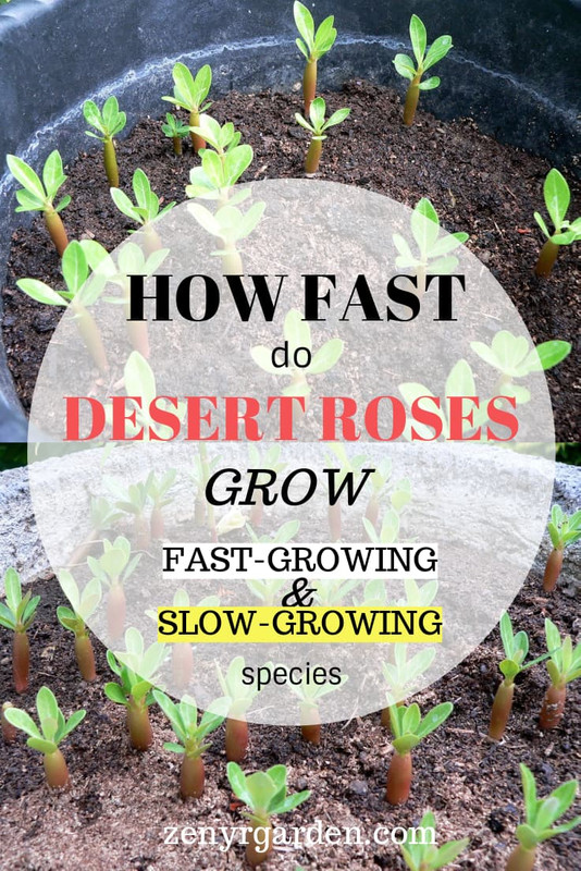 how-fast-desert-roses-grow