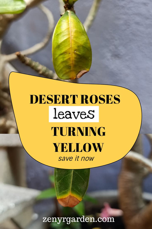 save-desert-rose-adenium-leaves-turning-yellow