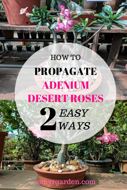 how-to-propagate-adenium-desert-roses