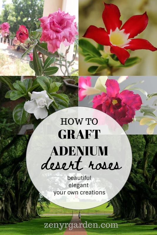 grafting-desert-rose-adenium