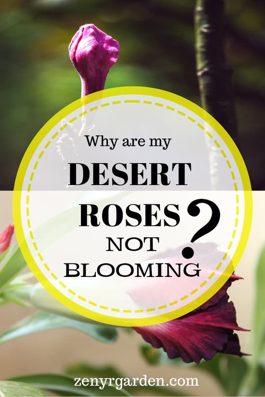 adenium-desert-rose-flowers-not-blooming