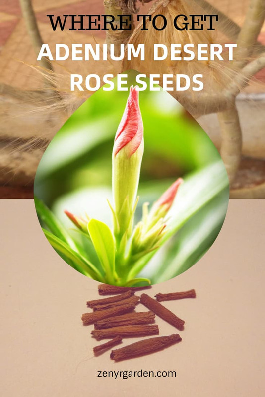 where-to-get-adenium-desert-rose-seeds