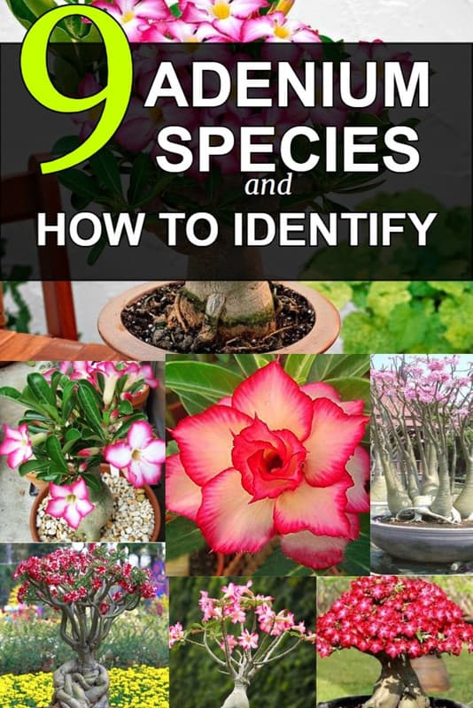 adenium-species-list-pin