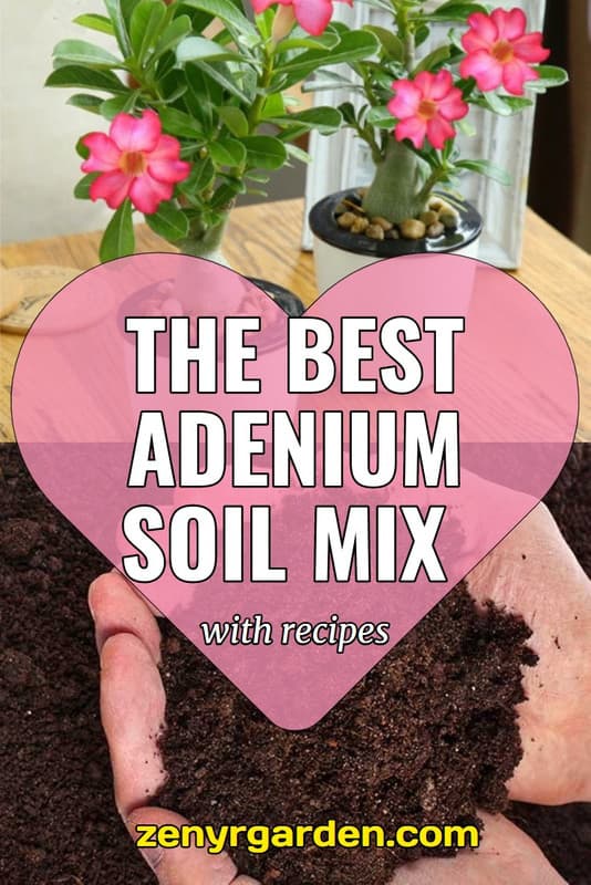 best-adenium-soil-mix-pin