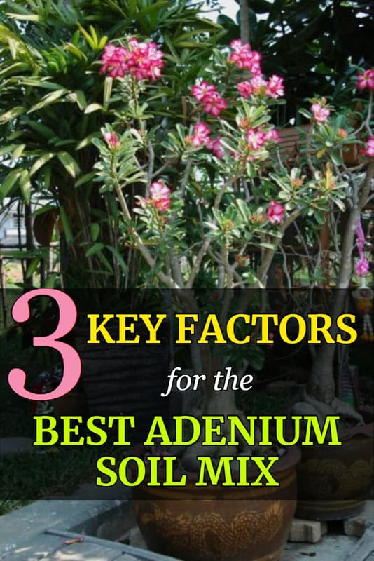 key-factors-for-adenium-potting-mix-pin