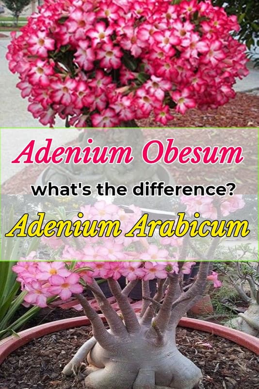 adenium-obesum-vs-adenium-arabicum-pin