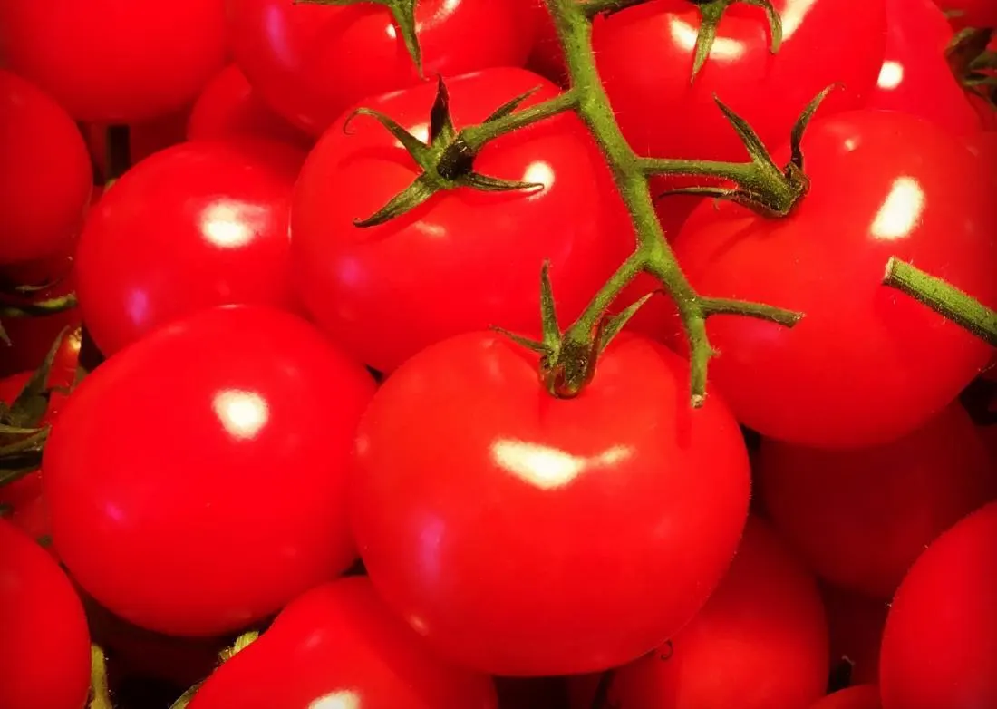 Fresh Tomatoes Fresh Tomatoes