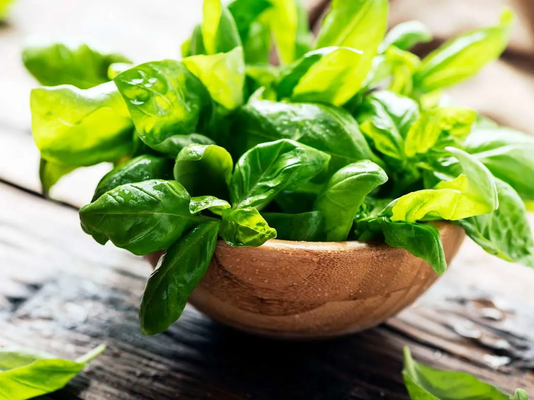 Fresh Basil Fresh Basil
