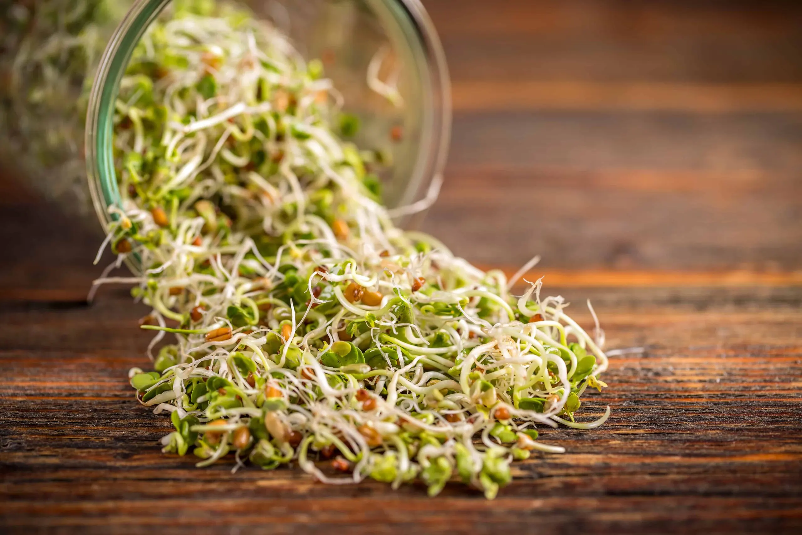 Radish Sprouts