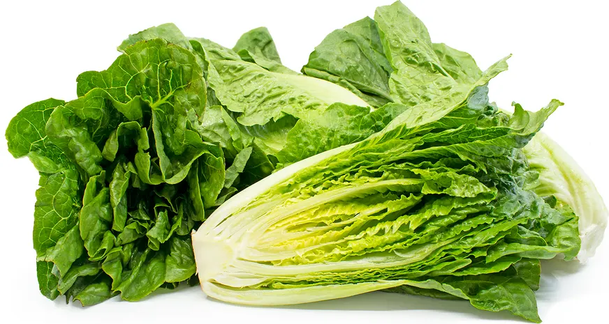 Romaine