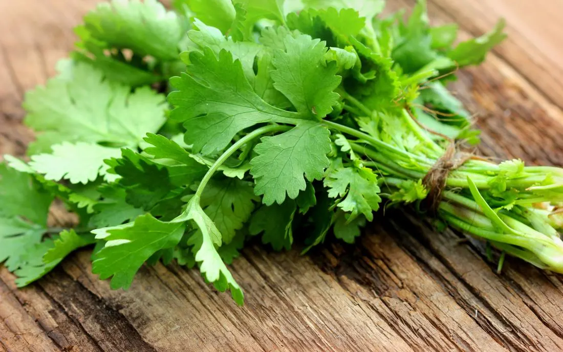 Fresh Cilantro Fresh Cilantro