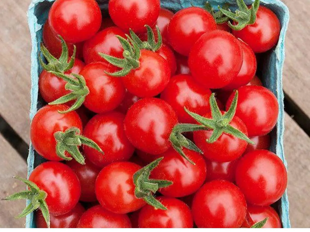Grape Tomatoes Grape Tomatoes