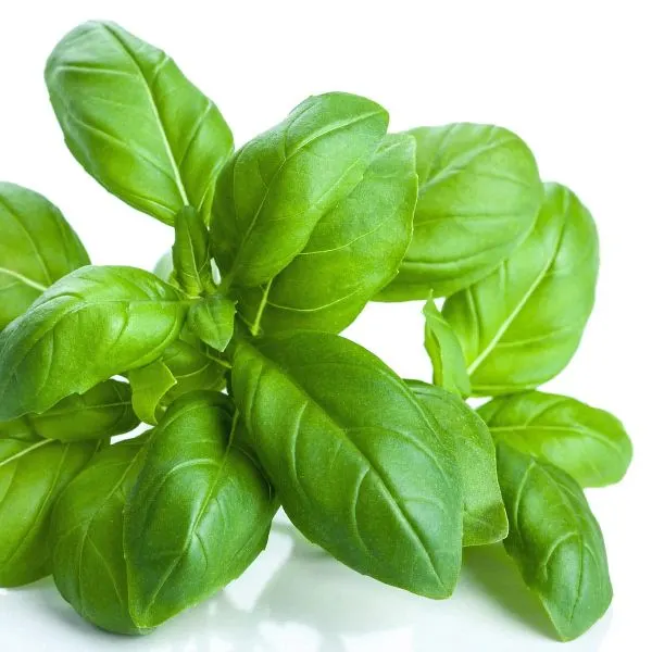 Basil Basil