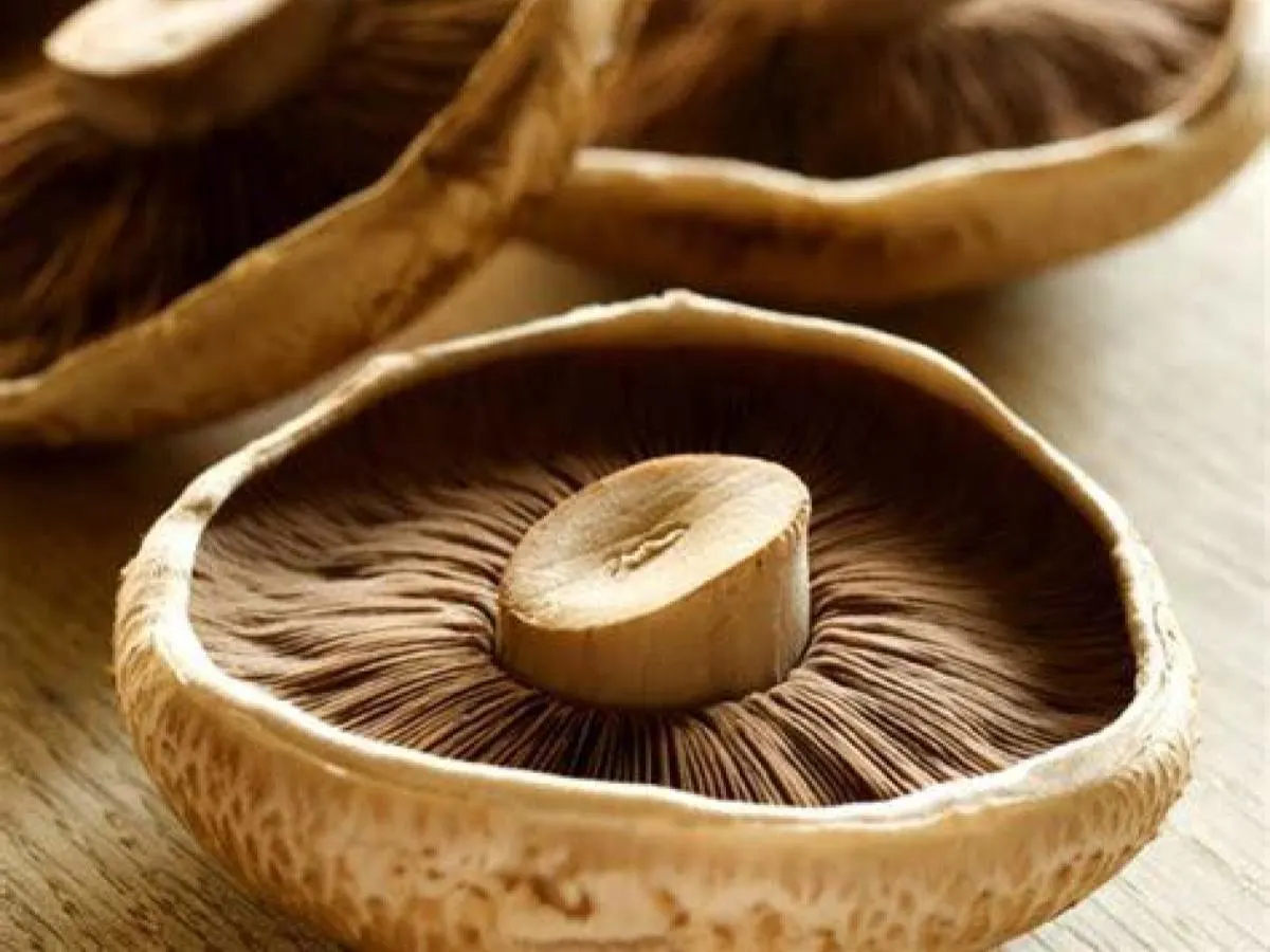 Portobello Mushroom Portobello Mushroom