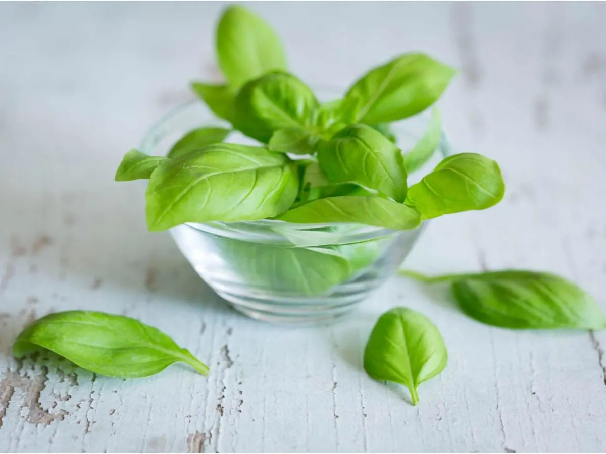 Basil Basil