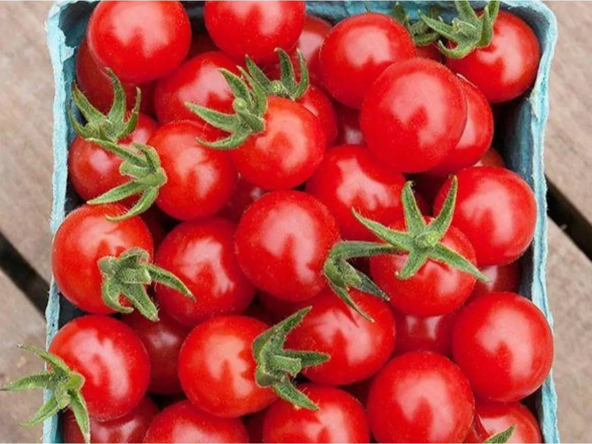 Cherry Tomatoes Cherry Tomatoes