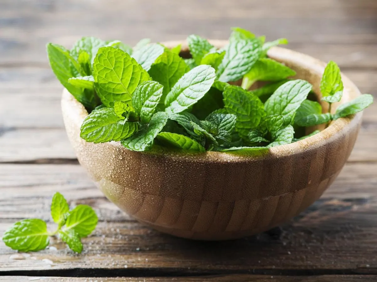 Fresh Mint Leaves Fresh Mint Leaves
