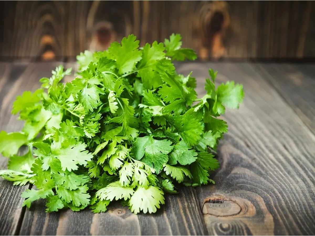 Fresh Cilantro Fresh Cilantro
