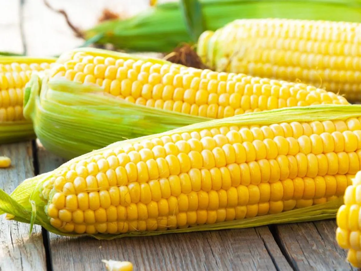 Sweet Corn Sweet Corn