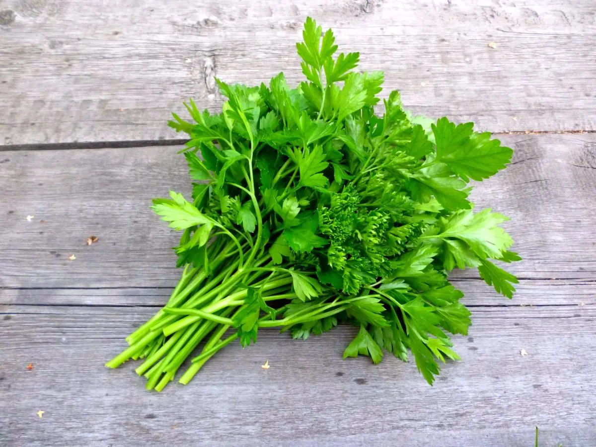 Cilantro Cilantro