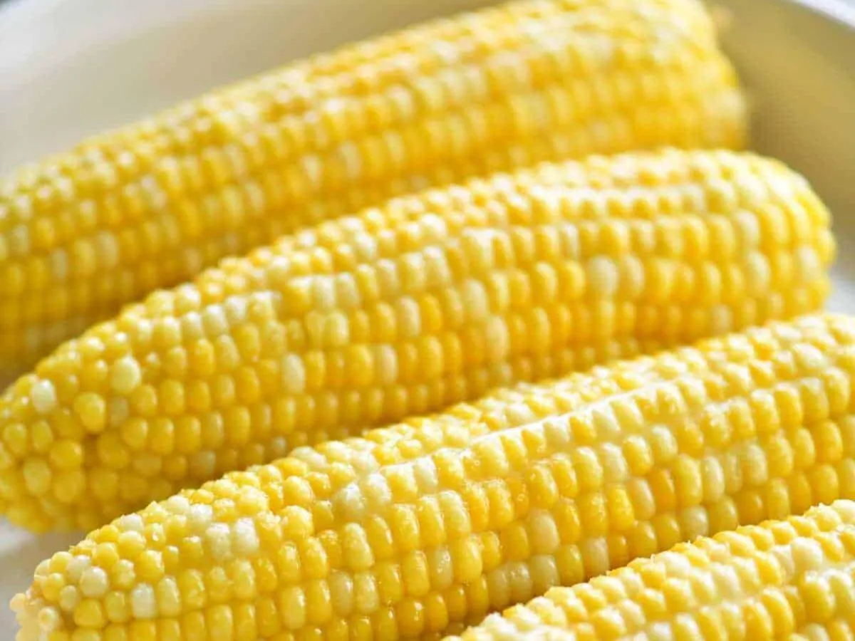 Fresh Sweet Corn on the Cob Fresh Sweet Corn on the Cob