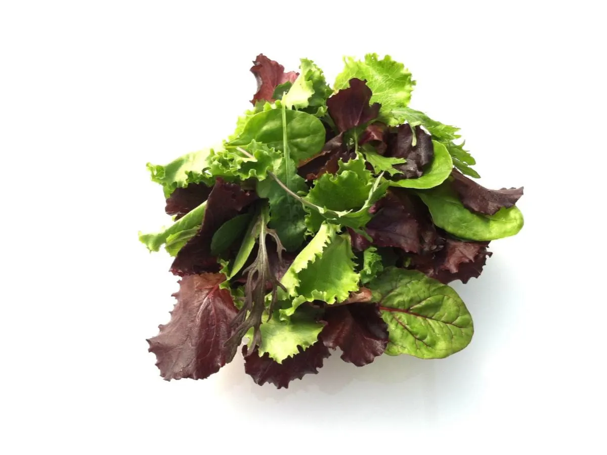 Rustic Spring Mix Rustic Spring Mix