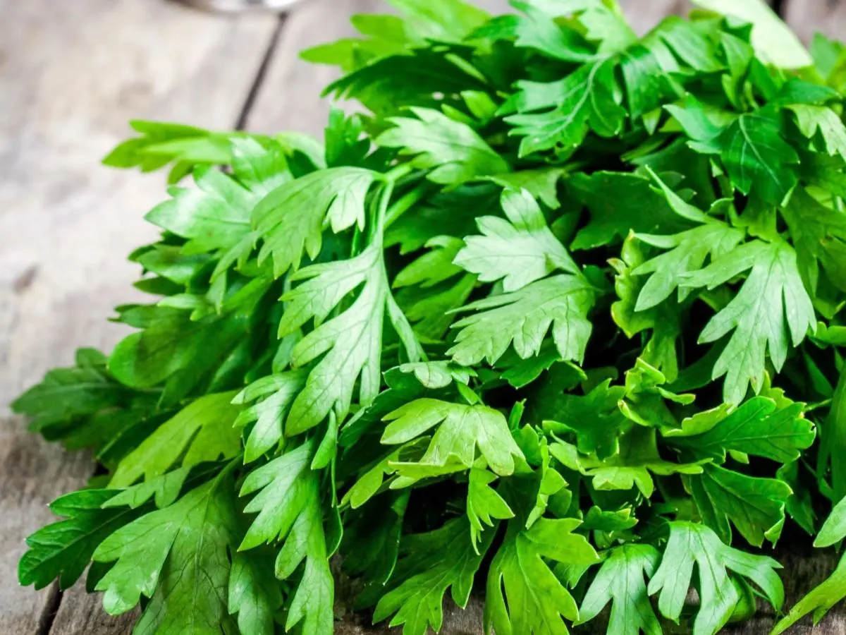 Cilantro Cilantro