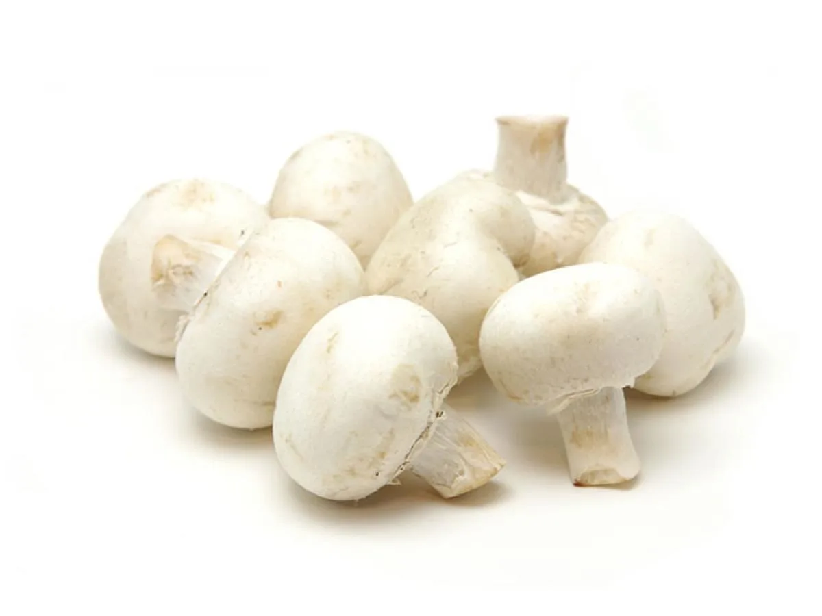 Mushrooms Mushrooms