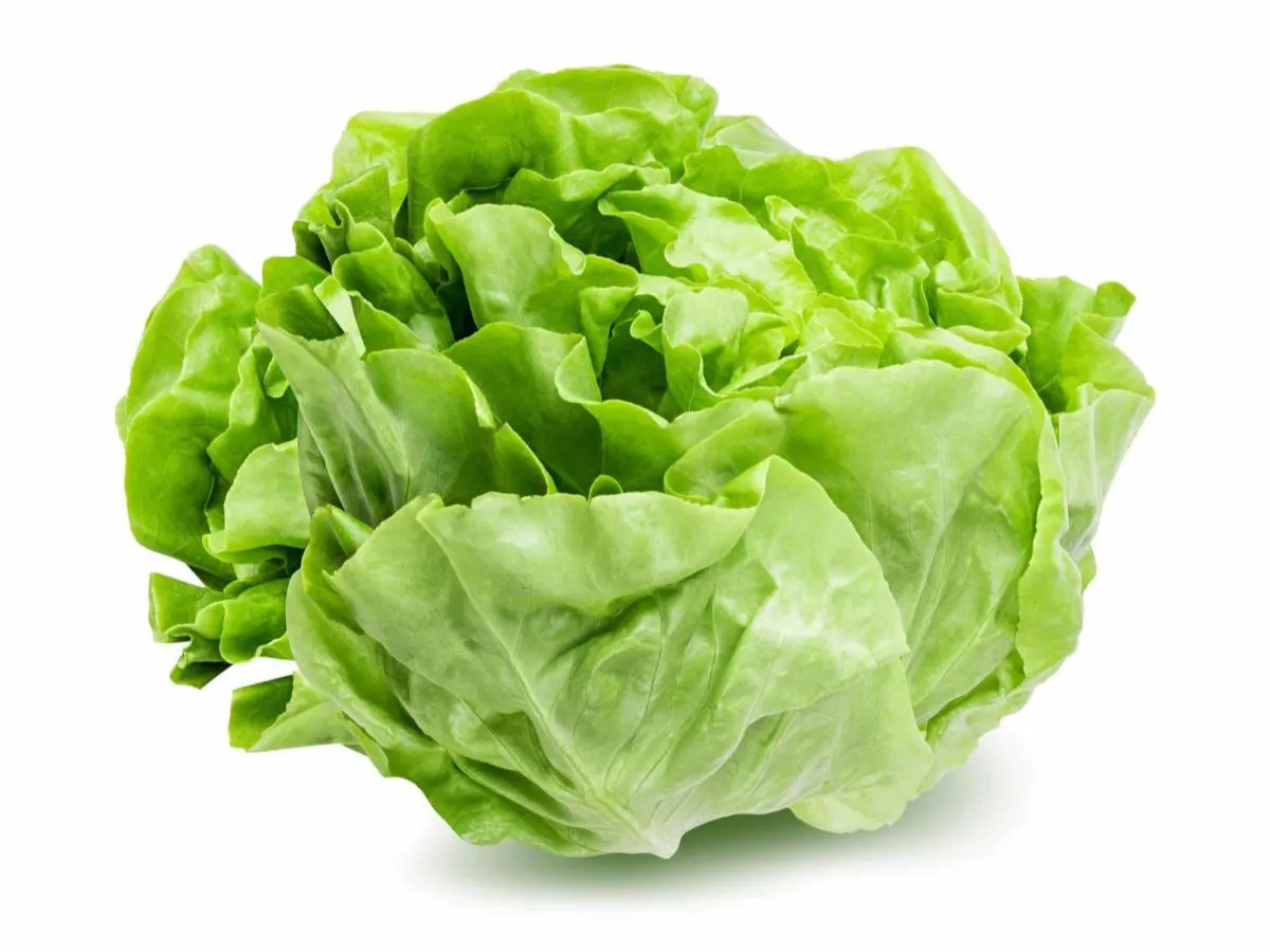 Lettuce for BYO Bar Lettuce for BYO Bar