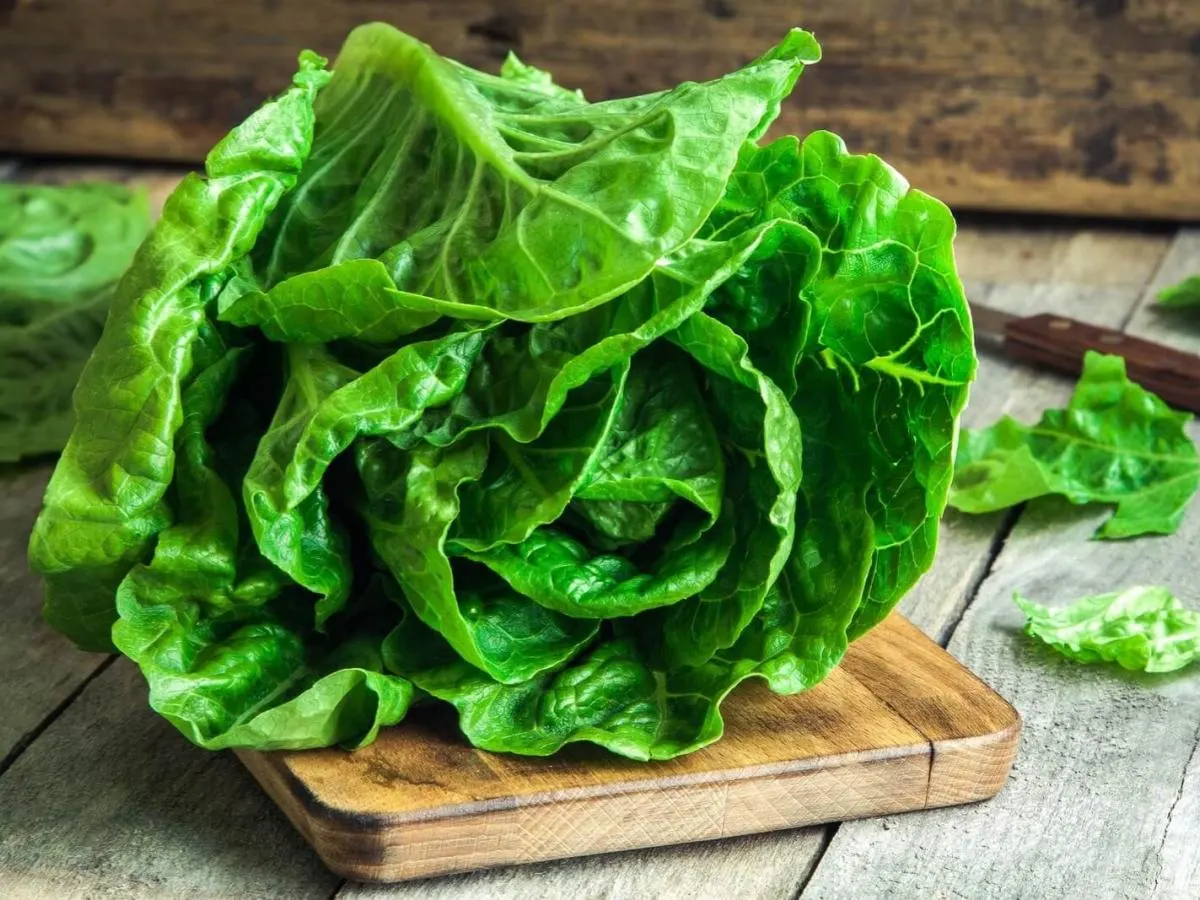 Romaine Lettuce