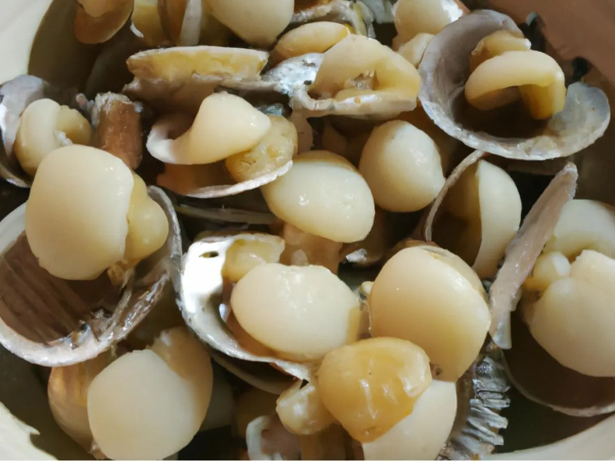 Scallop Scallop