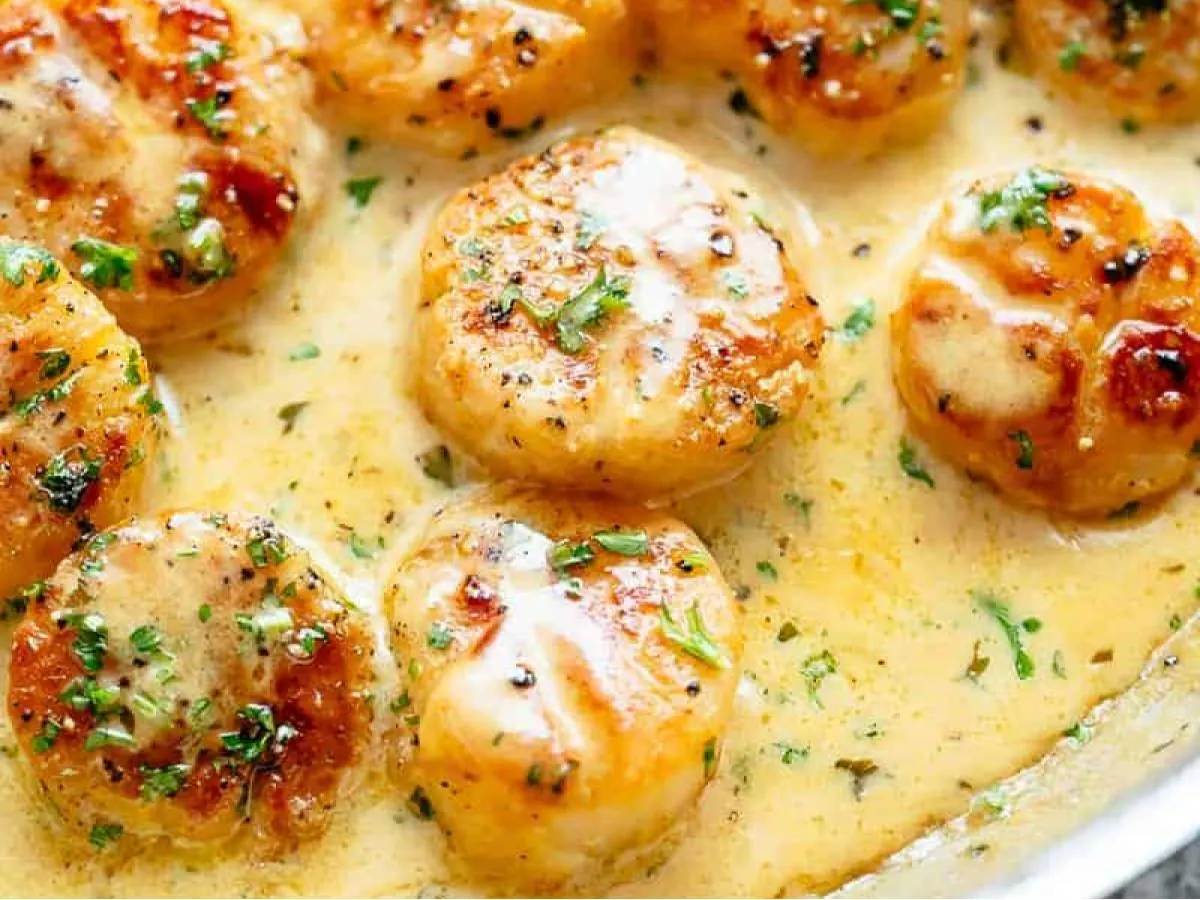 Creamy Scallop Creamy Scallop
