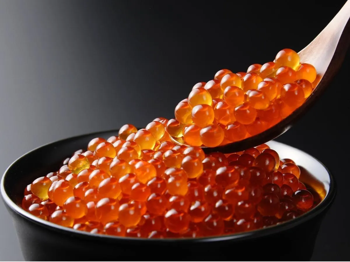 Salmon Egg Salmon Egg