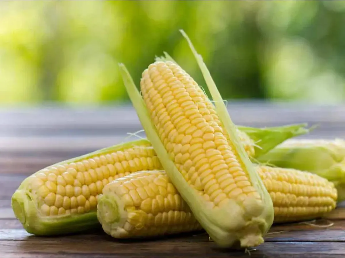 Corn Corn
