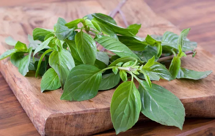 Basil Basil