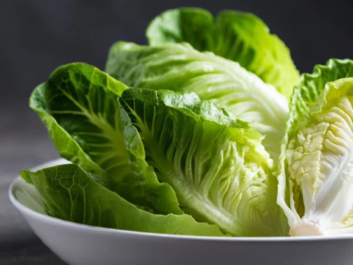 Iceberg and Romaine Lettuces Iceberg and Romaine Lettuces