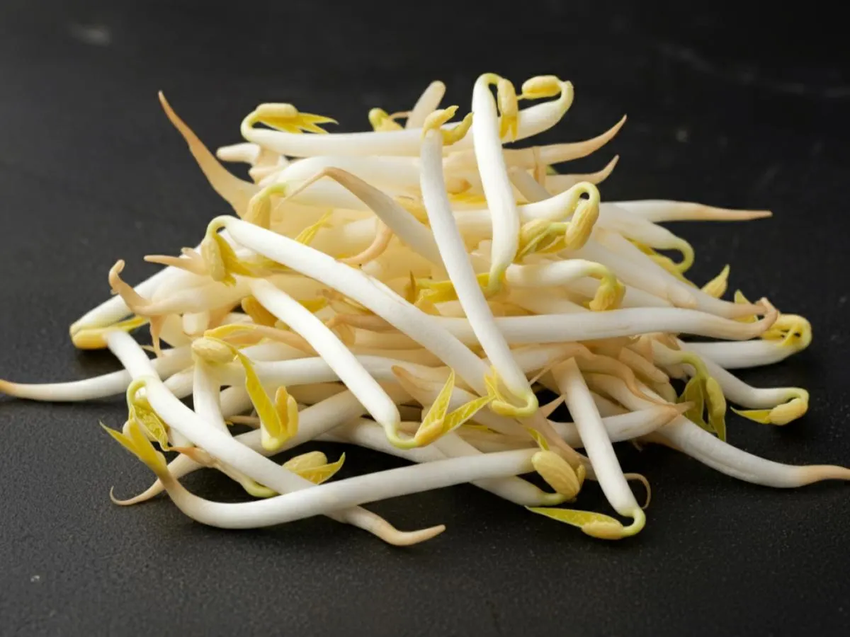 Bean Sprouts Bean Sprouts