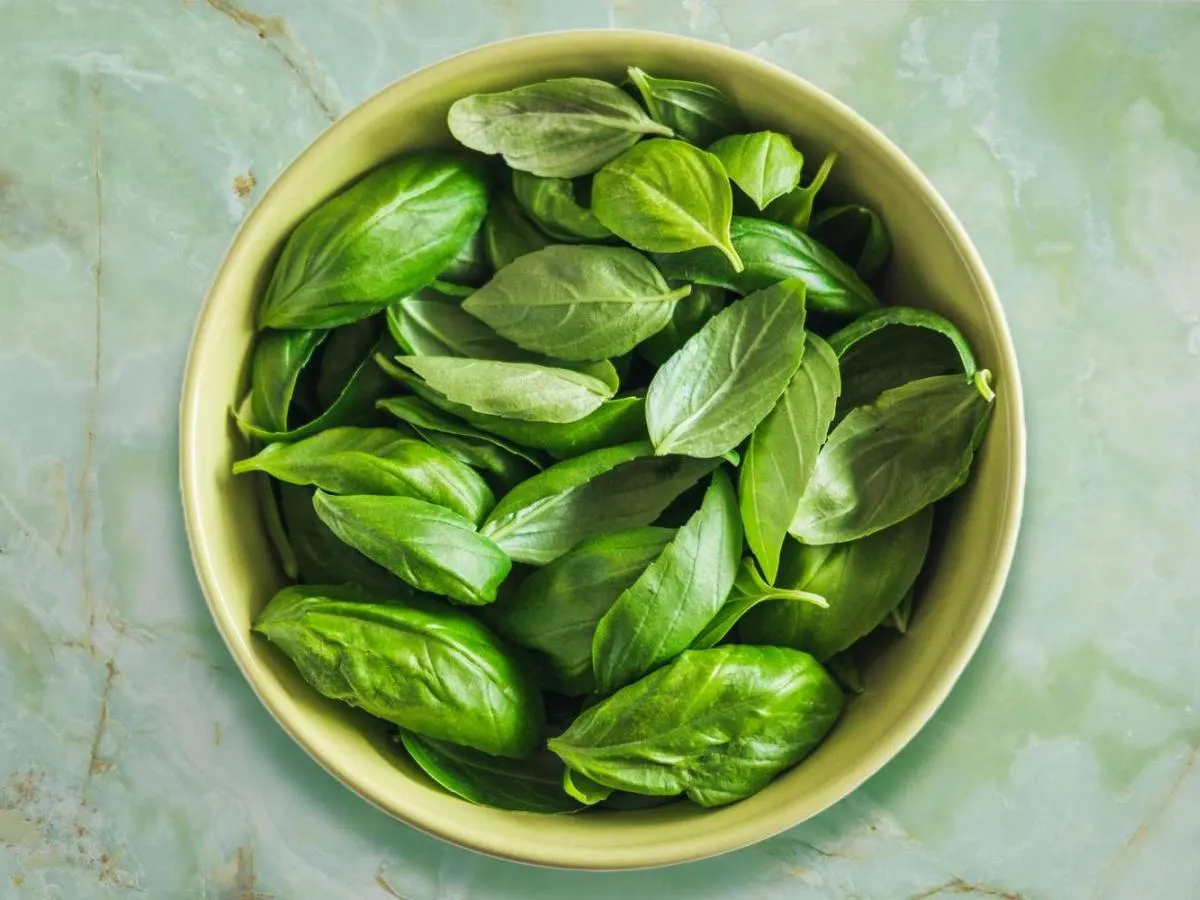 Basil Basil