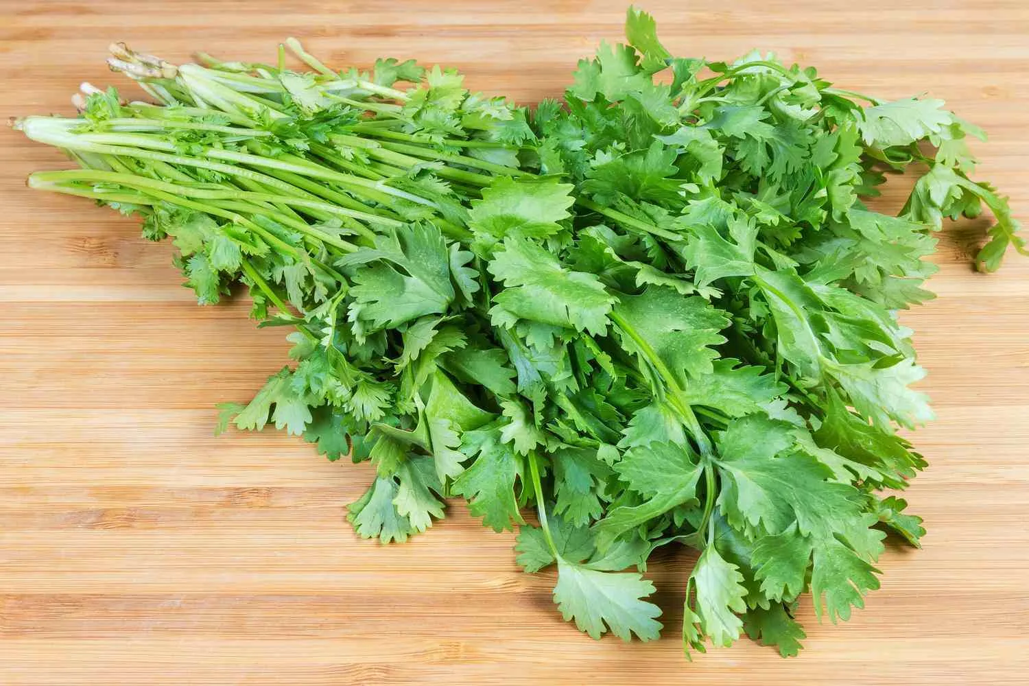 Cilantro