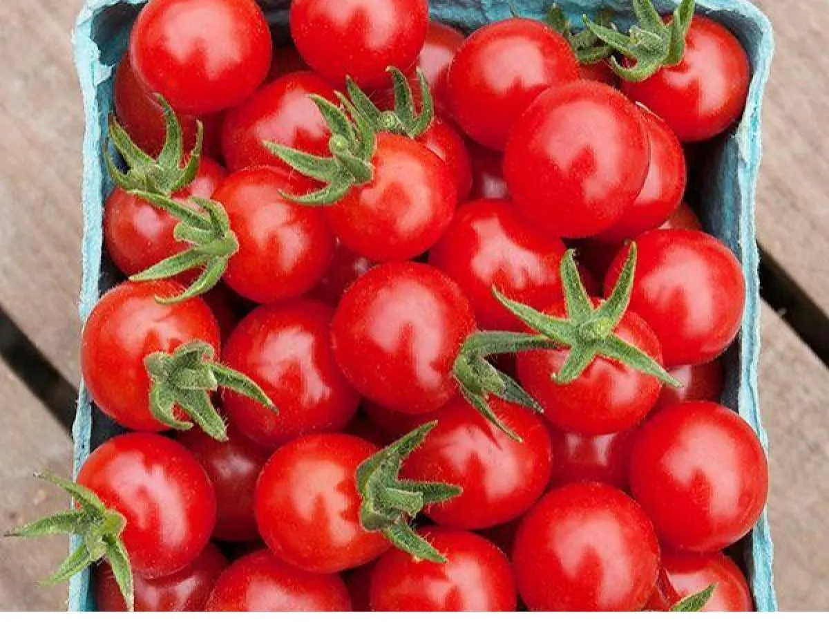 Electrode (Cherry Tomatoes)