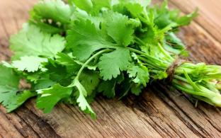 Cilantro Cilantro