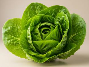 Iceberg Green Leaf Lettuce Iceberg Green Leaf Lettuce