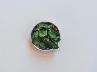Cilantro Cilantro
