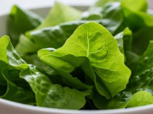 Green Leaf Lettuce Green Leaf Lettuce