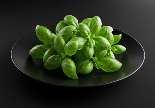 Basil Leaves