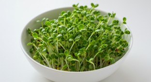 Alfalfa Sprouts